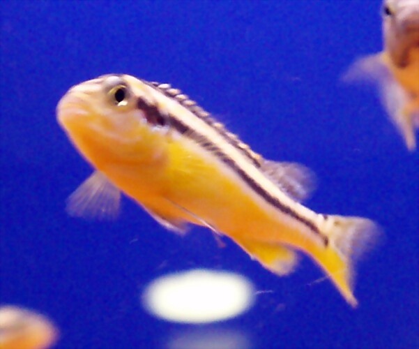 Melanochromis auratus Melanochromis auratus