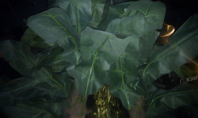 IMAG0283 IMAG0283