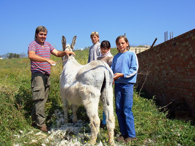 Damian esquilando al burro