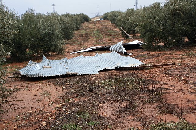 en medio de olivar