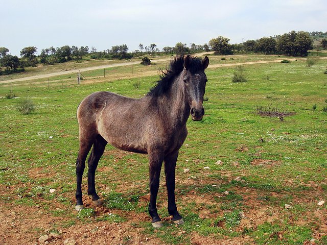 potro en jarrabotines