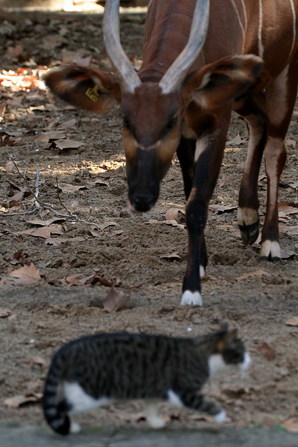 Zoo de Barcelona 08-01-2011 744 Zoo de Barcelona 08-01-2011 744