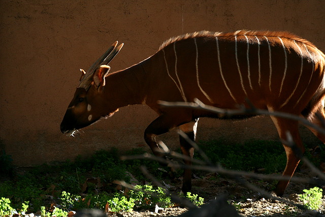 Zoo de Barcelona 08-01-2011 700 Zoo de Barcelona 08-01-2011 700