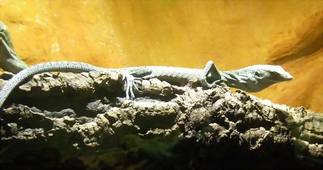Varanus jobiensis 1 (16-6-13 Terarium Praha, Dubeč) Varanus jobiensis 1 (16-6-13 Terarium Praha, Dubeč)