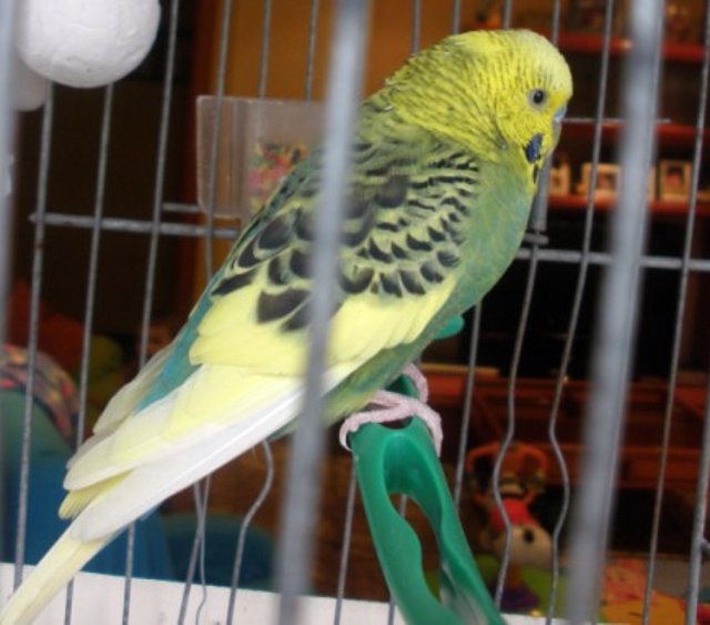 Pablo 8_2_10