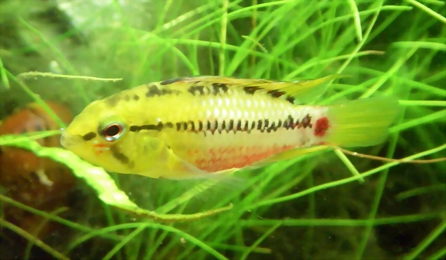 Apistogramma hongsloi Apistogramma hongsloi