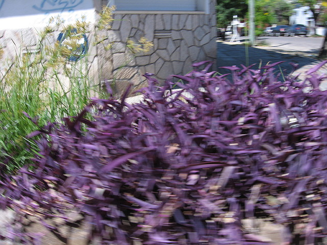 IMG_8060 IMG_8060