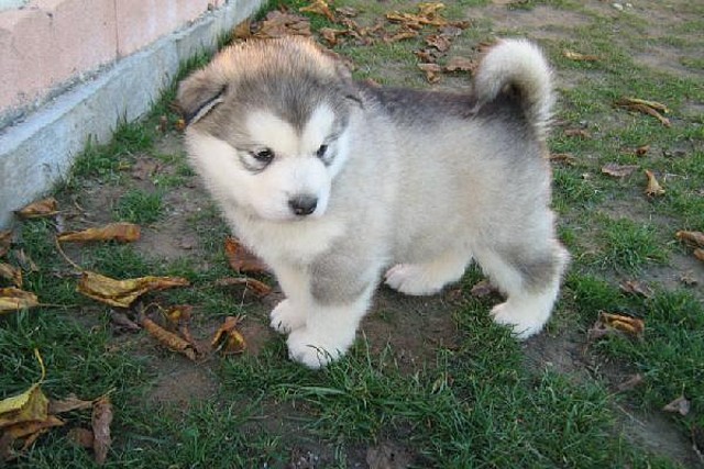 perro-alaskan-malamute-32-0