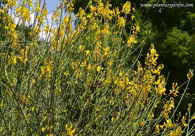 Spartium-junceum-florecido-en-primavera.