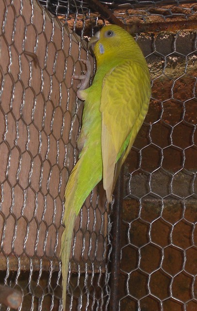 PERICOS 029