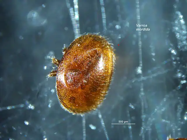 varroa mordida-colmena 4