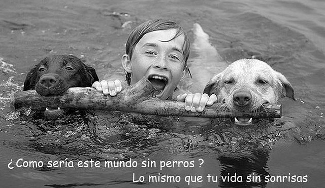 Mundo sin perros