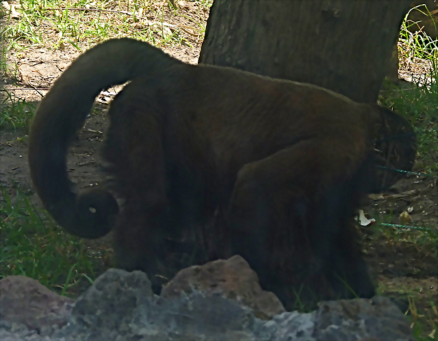 Lagothrix lagotricha 1 (1-10-23 Zoo de Quito) Lagothrix lagotricha 1 (1-10-23 Zoo de Quito)
