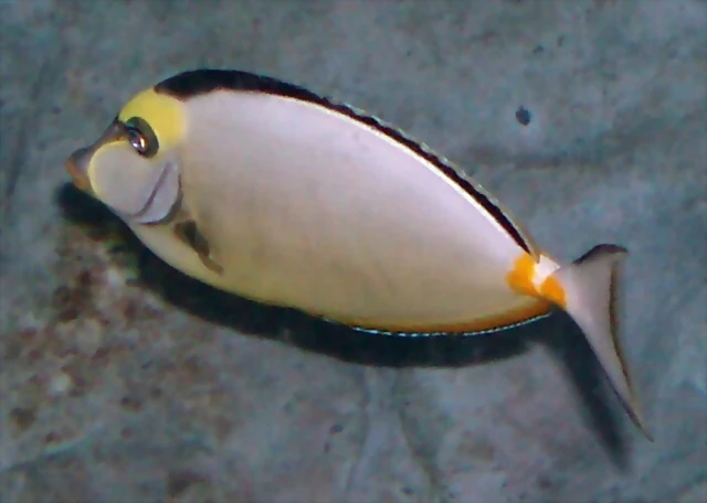 Naso lituratus Naso lituratus