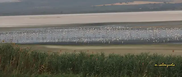 12, Laguna Fuente de Piedra, marca