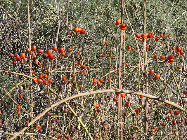 majoletas