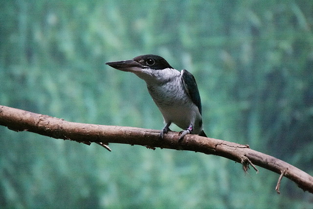 Zoo de Barcelona 09-07-2010 080 Zoo de Barcelona 09-07-2010 080