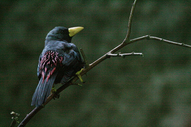 Zoo de Barcelona 09-07-2010 076 Zoo de Barcelona 09-07-2010 076