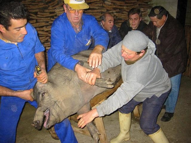 Cerdo_en_el_banco_de_matar Cerdo_en_el_banco_de_matar