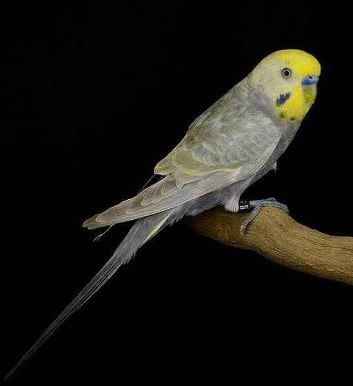 BIS Australiano BIS Australiano