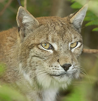 lince1[1]