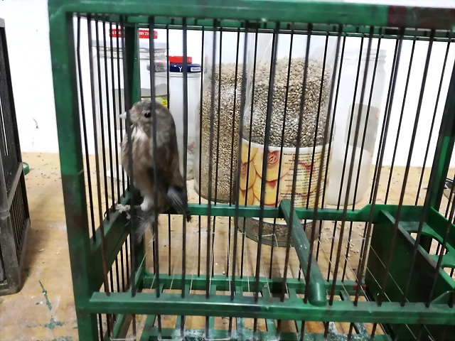1 pardillo
