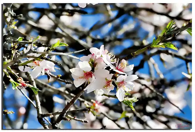 292 - ALMENDRO EN FLOR