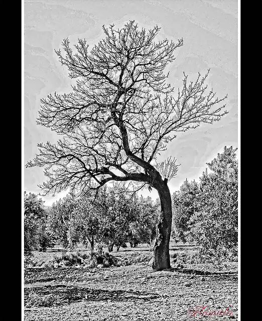 276 -  ALMENDRO ENTRE OLIVOS