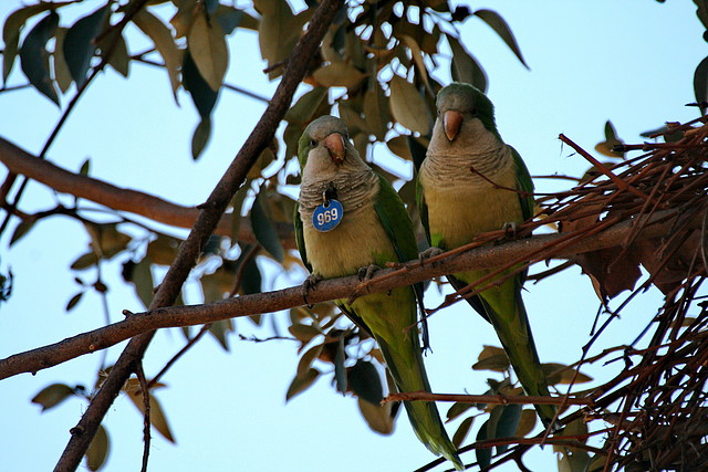 Zoo de Barcelona 23-01-11 198 Zoo de Barcelona 23-01-11 198