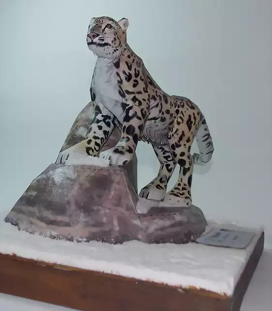 Leopardo de las nieves (10)