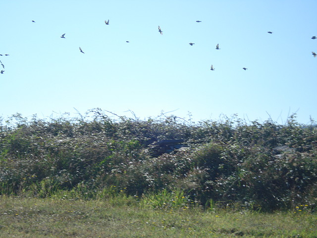 mas pajaros