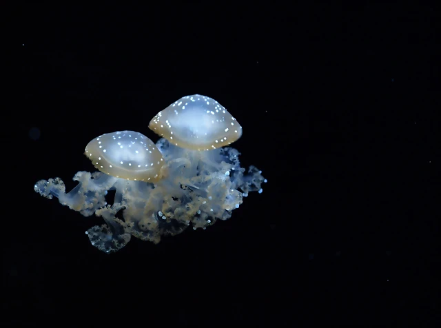 medusas medusas