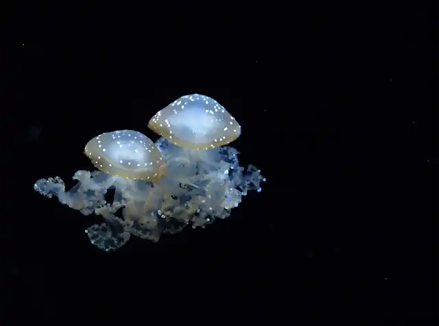 medusas