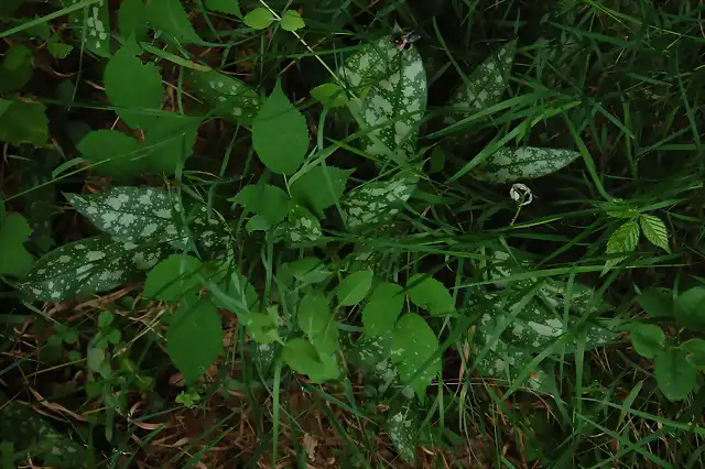 Pulmonaria longifolia