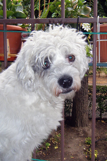 kibo en la ventana