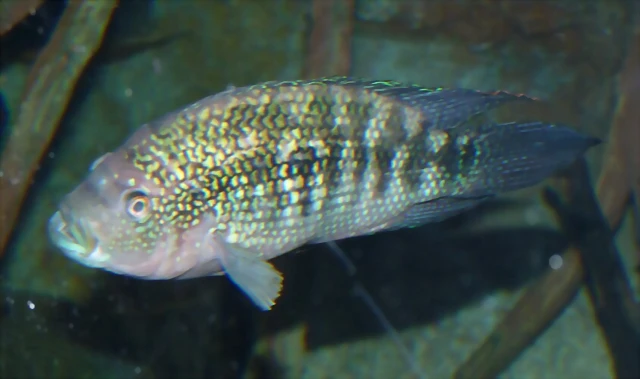 Rocio octofasciata (12-10-16 Acuario Fluvial de Zaragoza) Rocio octofasciata (12-10-16 Acuario Fluvial de Zaragoza)