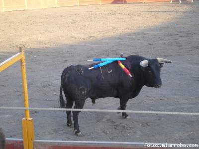 Uno de los toros