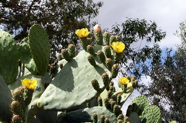 palas de chumbos