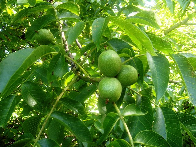 nueces creciendo