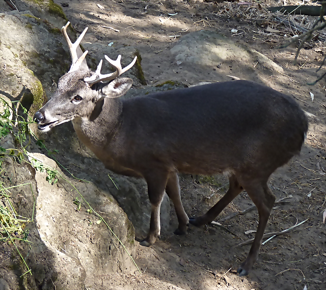 Odocoileus virginianus ustus (7-10-23 Bioparque Amaru, det as O. ustus) Odocoileus virginianus ustus (7-10-23 Bioparque Amaru, det as O. ustus)