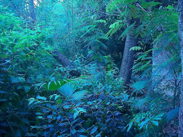 bosque azul