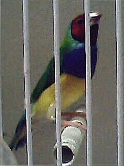 diamante de gould concurso2008