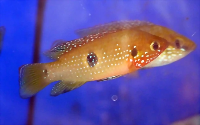 Hemichromis bimaculatus Hemichromis bimaculatus