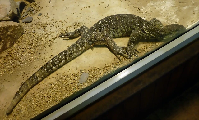 Varanus niloticus (31-7-21 Oasys Mini Hollywood) Varanus niloticus (31-7-21 Oasys Mini Hollywood)