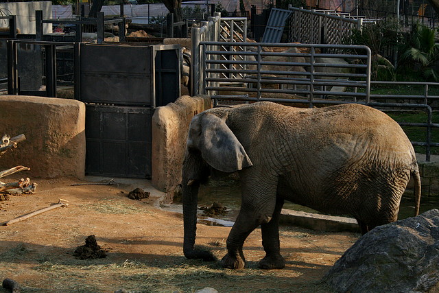 Zoo de Barcelona 13-02-11 070 Zoo de Barcelona 13-02-11 070