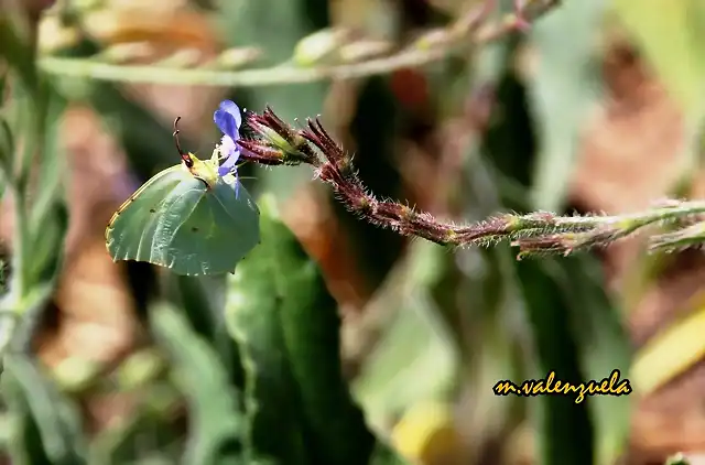 25, mariposa, marca3