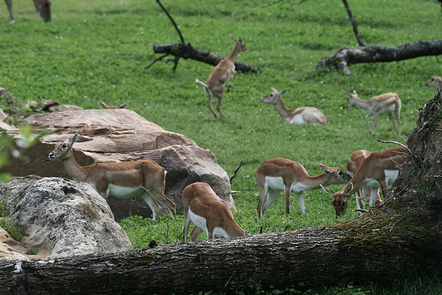 Beauval agost 2010 409 Beauval agost 2010 409