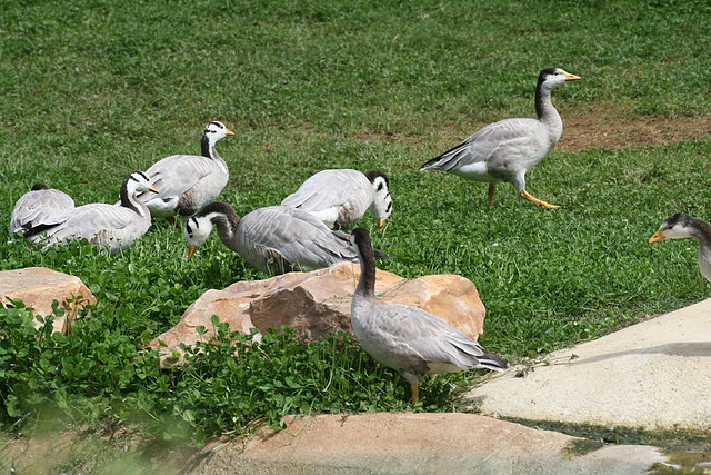 Beauval agost 2010 432 Beauval agost 2010 432