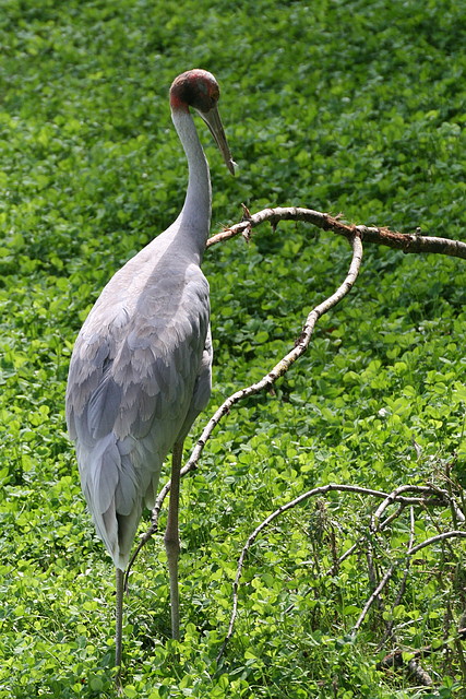 Beauval agost 2010 424 Beauval agost 2010 424