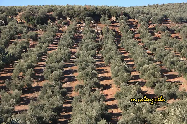 02, olivares en los membrillos, marca